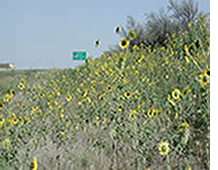 Wildflowers and Native Grasses